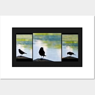 Red Winged Blackbird Posters and Art